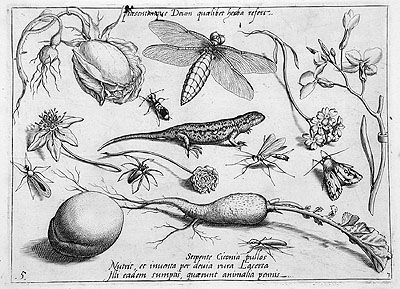 Hoefnagel: Alizarf, a root vegetable etc.